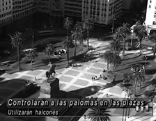 Vista aerea de plaza independencia en Montevideo, Uruguay, donde los gavilanes son utilizados para control biologico de fauna.