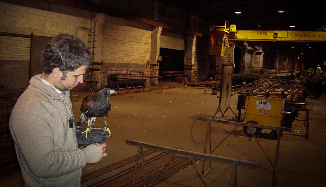 Control de aves en fabricas. Uruguay.