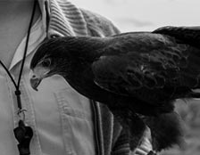 Gavilán Mixto posa con el cetrero Manuel Maier, para la foto de nota del diario El País, en Montevideo Uruguay.