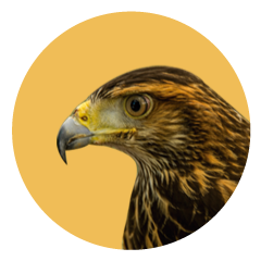 Gavilán Mixto posando