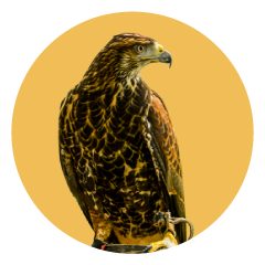 Gavilán Mixto. Parabuteo Unicinctus, cetrería Uruguay