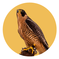 Falco Peregrinus Cassini. Halcón Peregrino en Uruguay. Cetrería