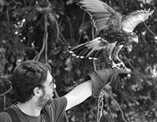 Gavilán Mixto se posa en el guante del cetrero Manuel Maier. 